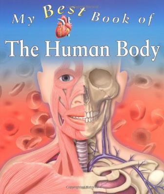 Top 10 Bones in the Human Body: An In-Depth Guide