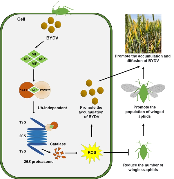 研究揭示BYDV—蚜虫—小麦致病协同进化关系