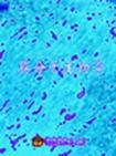 膜分子生物学